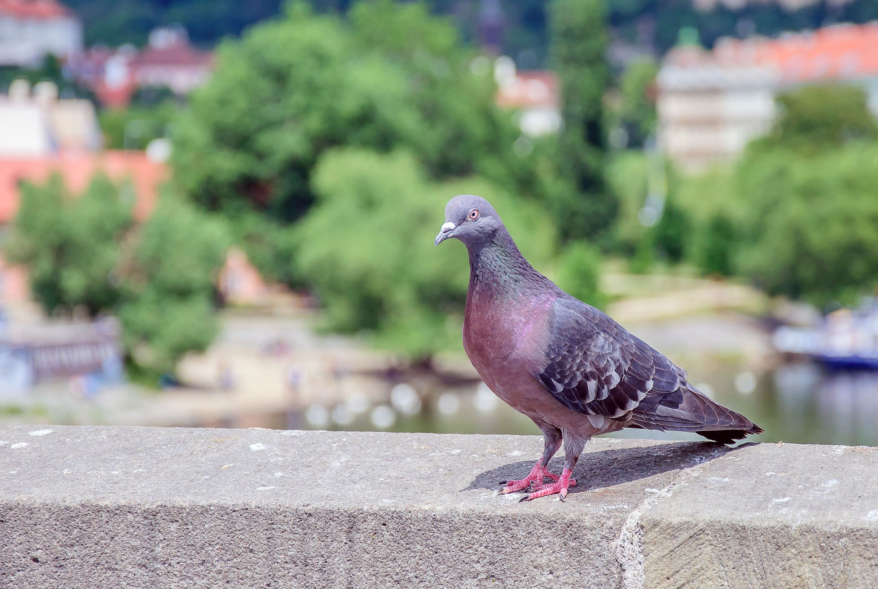 Pigeons in Prague